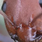 Sharp macro of a wood ant (Formica rufa) head showing eyes and mandibles