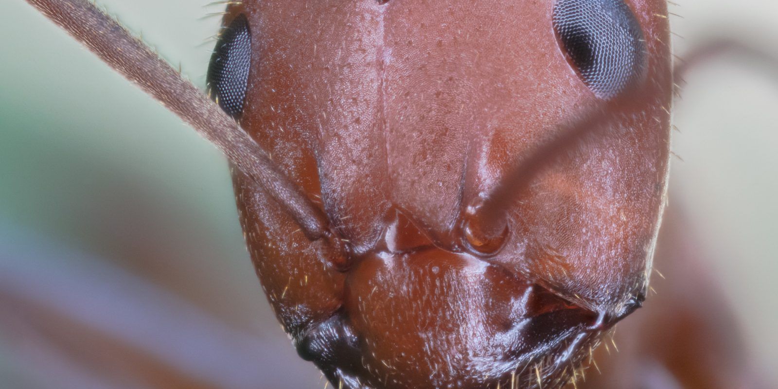 Sharp macro of a wood ant (Formica rufa) head showing eyes and mandibles