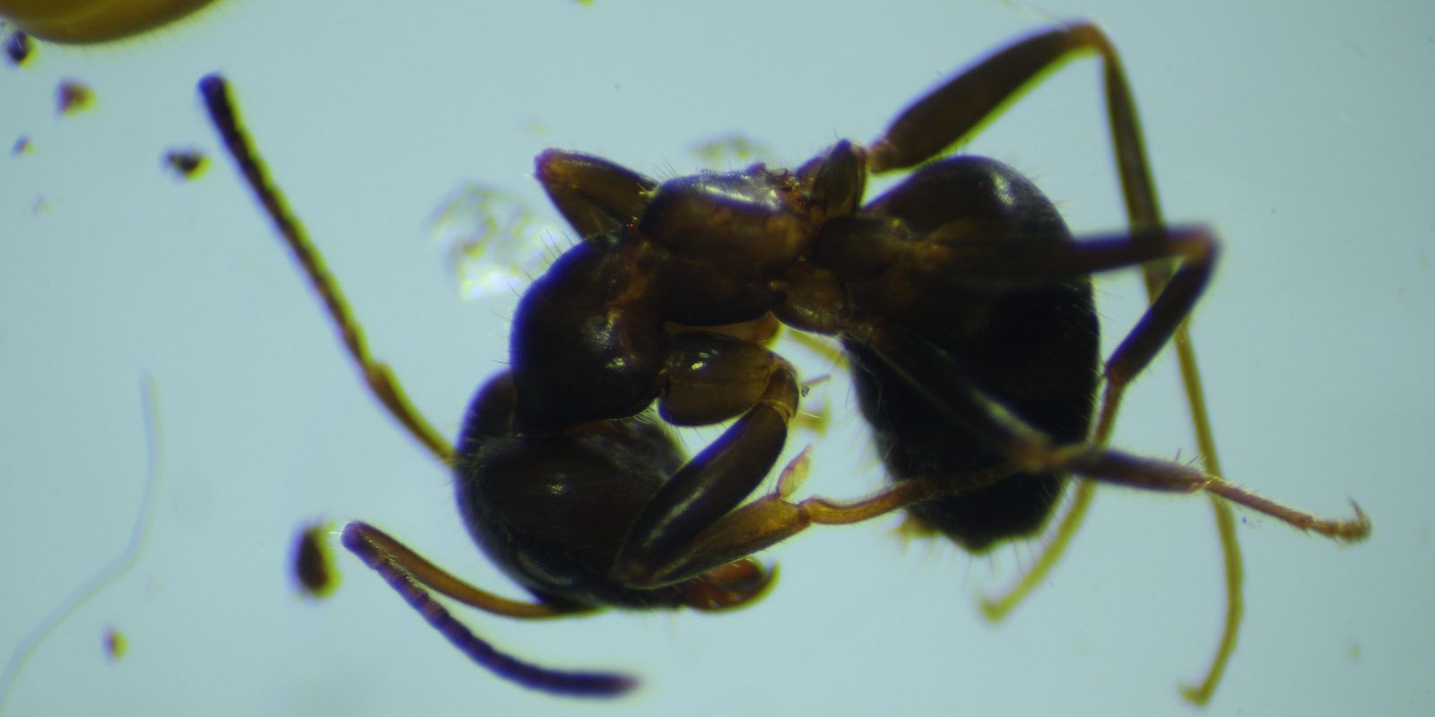 A black garden ant (Lasius niger) worker in close-up macro