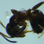 A black garden ant (Lasius niger) worker in close-up macro