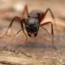 Camponotus herculeanus
