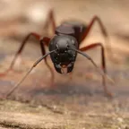 Camponotus herculeanus