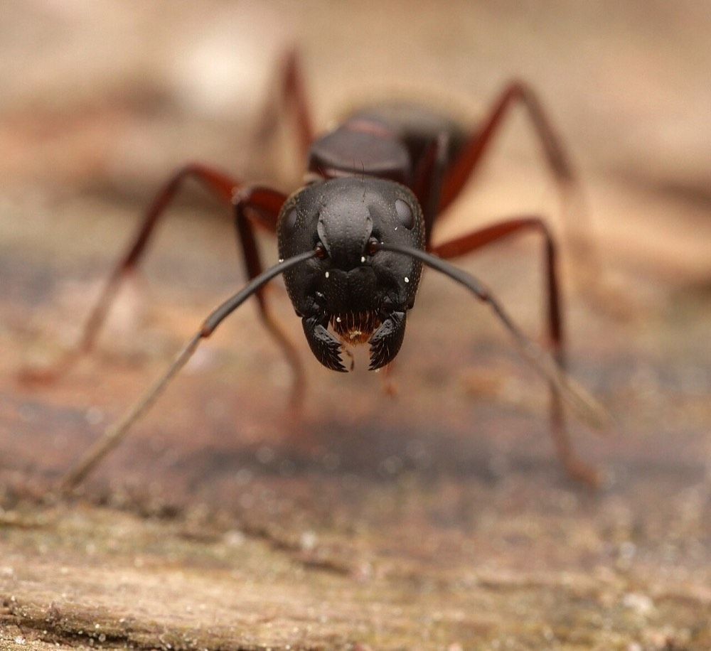 Camponotus herculeanus (Hercules Carpenter Ant)