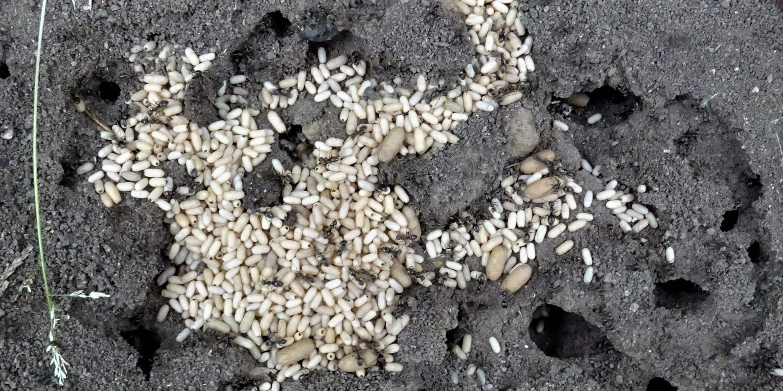 A Lasius niger nest with worker ants and white cocoons exposed