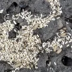 A Lasius niger nest with worker ants and white cocoons exposed