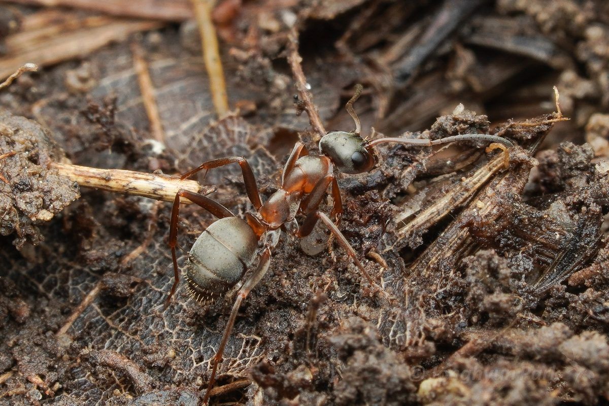 Formica cunicularia (Field Ant)