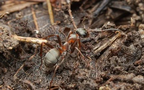 Formica cunicularia