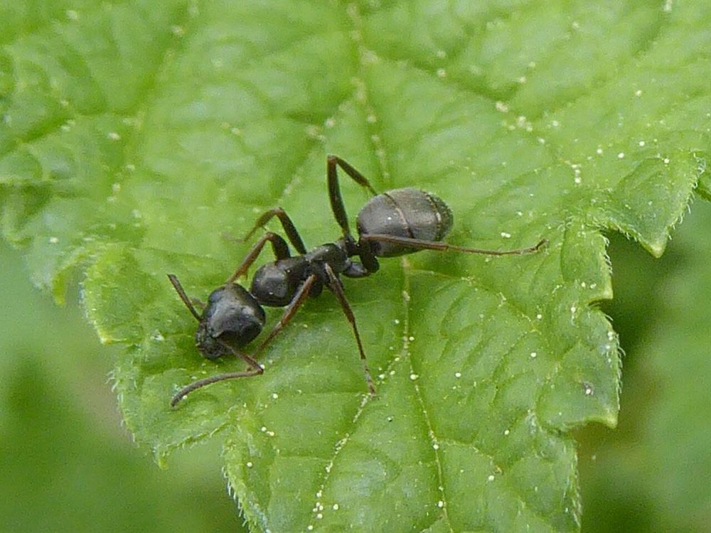 Formica fusca (Silky Ant)