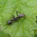Formica fusca