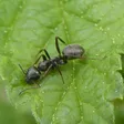 Formica fusca
