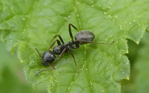 Formica fusca