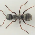 Formica lemani
