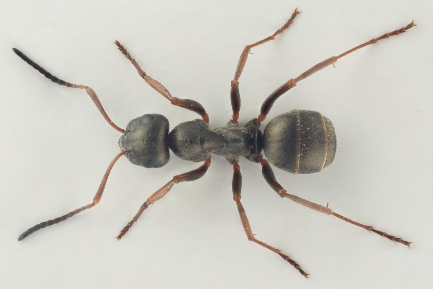 Formica lemani (Upland Black Ant)
