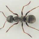 Formica lemani