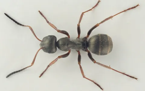 Formica lemani
