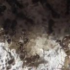 Black garden ants (Lasius niger) inside a formicarium nest