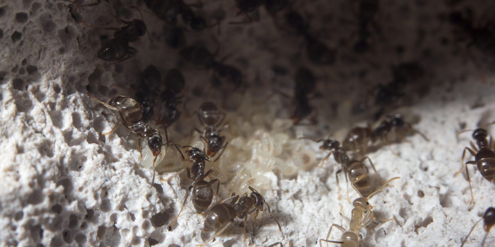 Black garden ants (Lasius niger) inside a formicarium nest