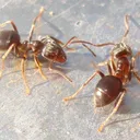 Lasius alienus