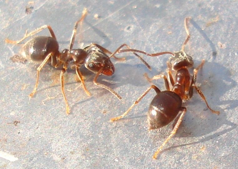 Lasius alienus (Cornfield Ant)