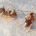 Lasius alienus