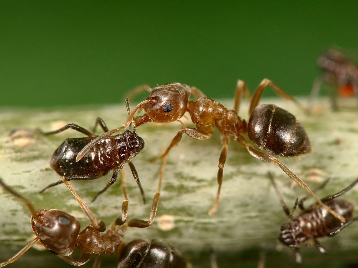 Lasius brunneus (Brown Tree Ant)