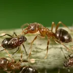 Lasius brunneus