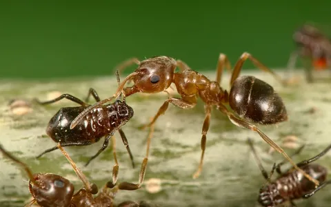 Lasius brunneus