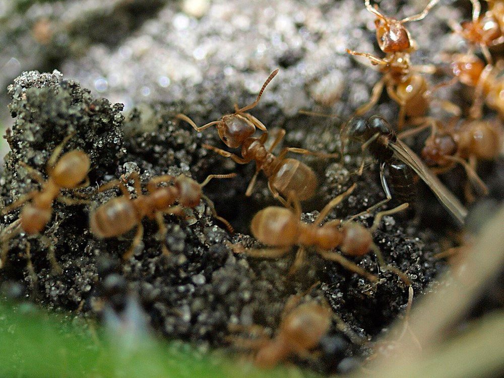 Lasius flavus (Yellow Meadow Ant)