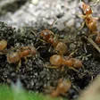 Lasius flavus