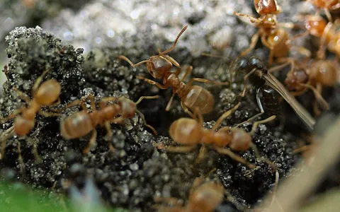 Lasius flavus