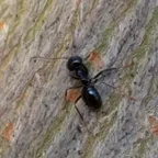 Lasius fuliginosus