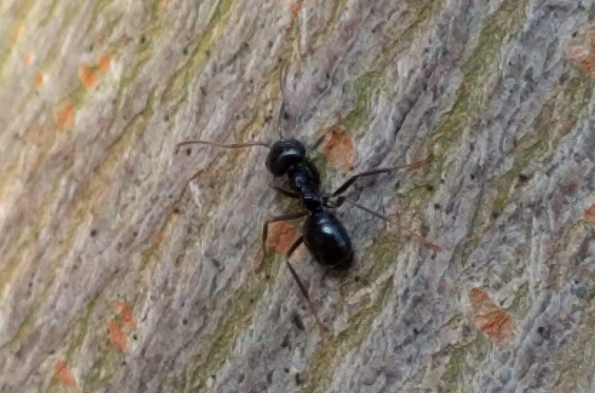 Lasius fuliginosus (Jet Black Ant)
