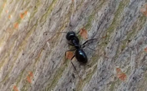Lasius fuliginosus