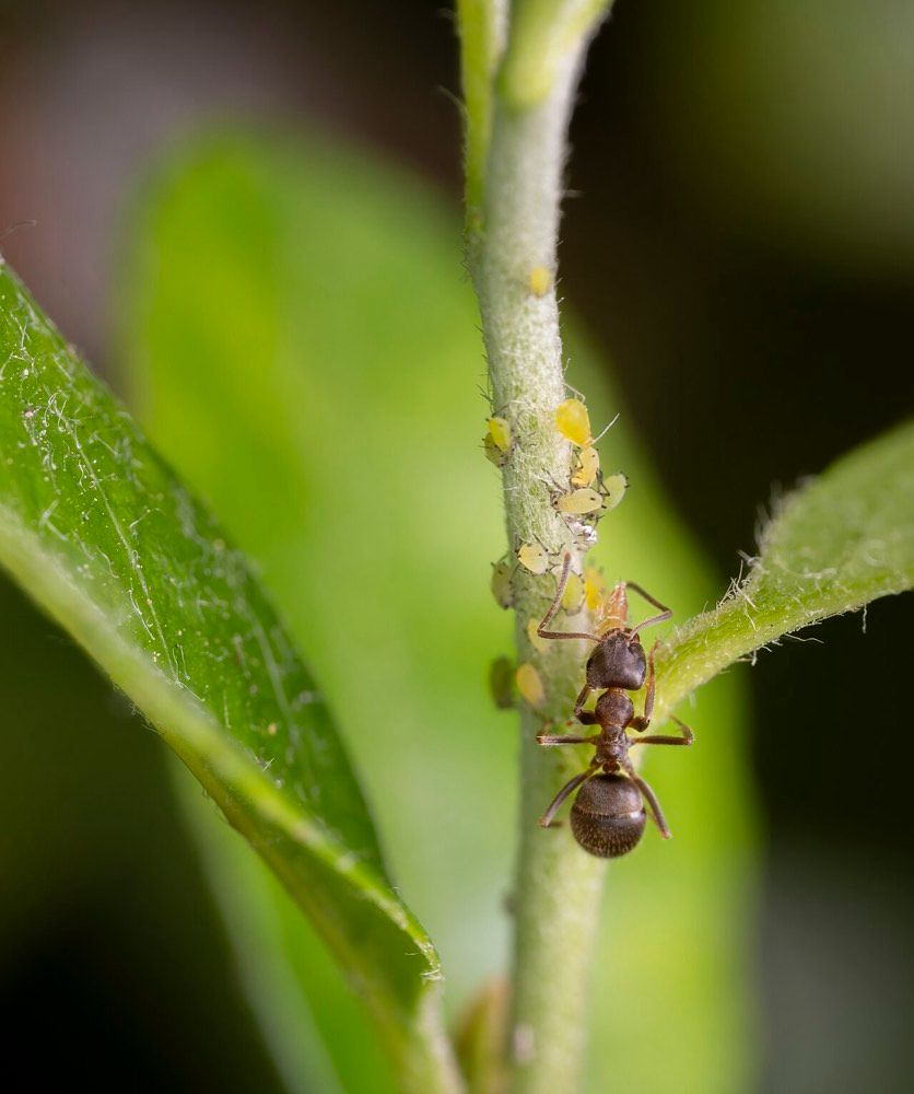Lasius niger (Black Garden Ant)