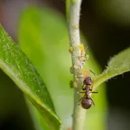 Lasius niger