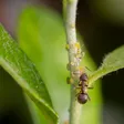 Lasius niger