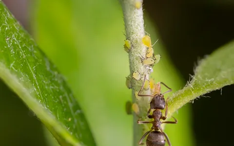 Lasius niger