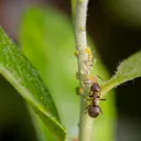Lasius niger