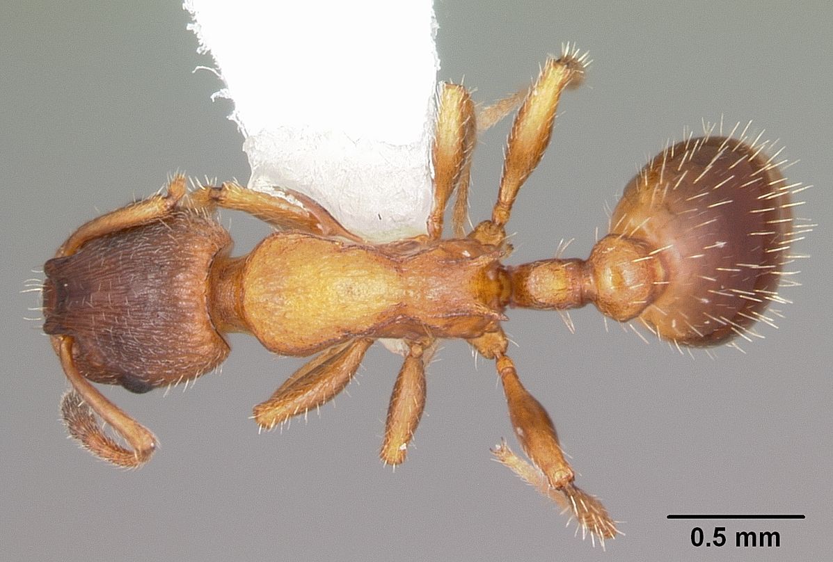 Leptothorax acervorum (Slender Ant)