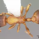 Leptothorax acervorum