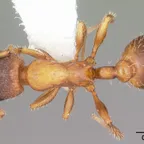 Leptothorax acervorum