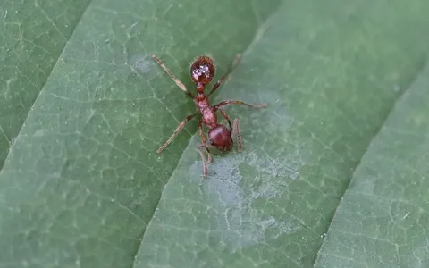Myrmica rubra