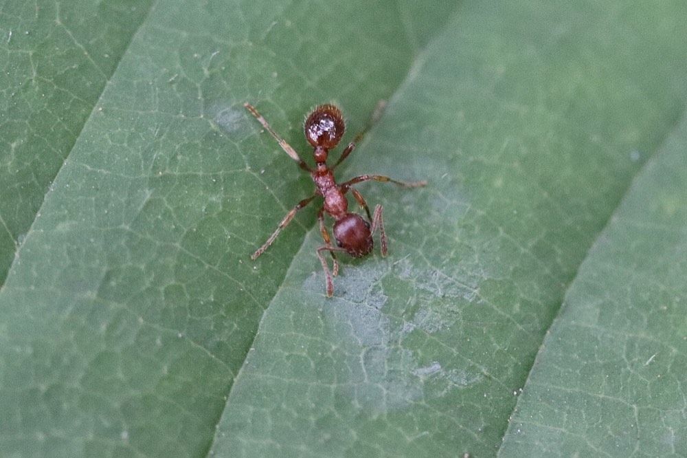 Myrmica rubra (Common Red Ant)