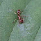 Myrmica rubra