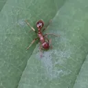 Myrmica rubra