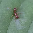 Myrmica rubra