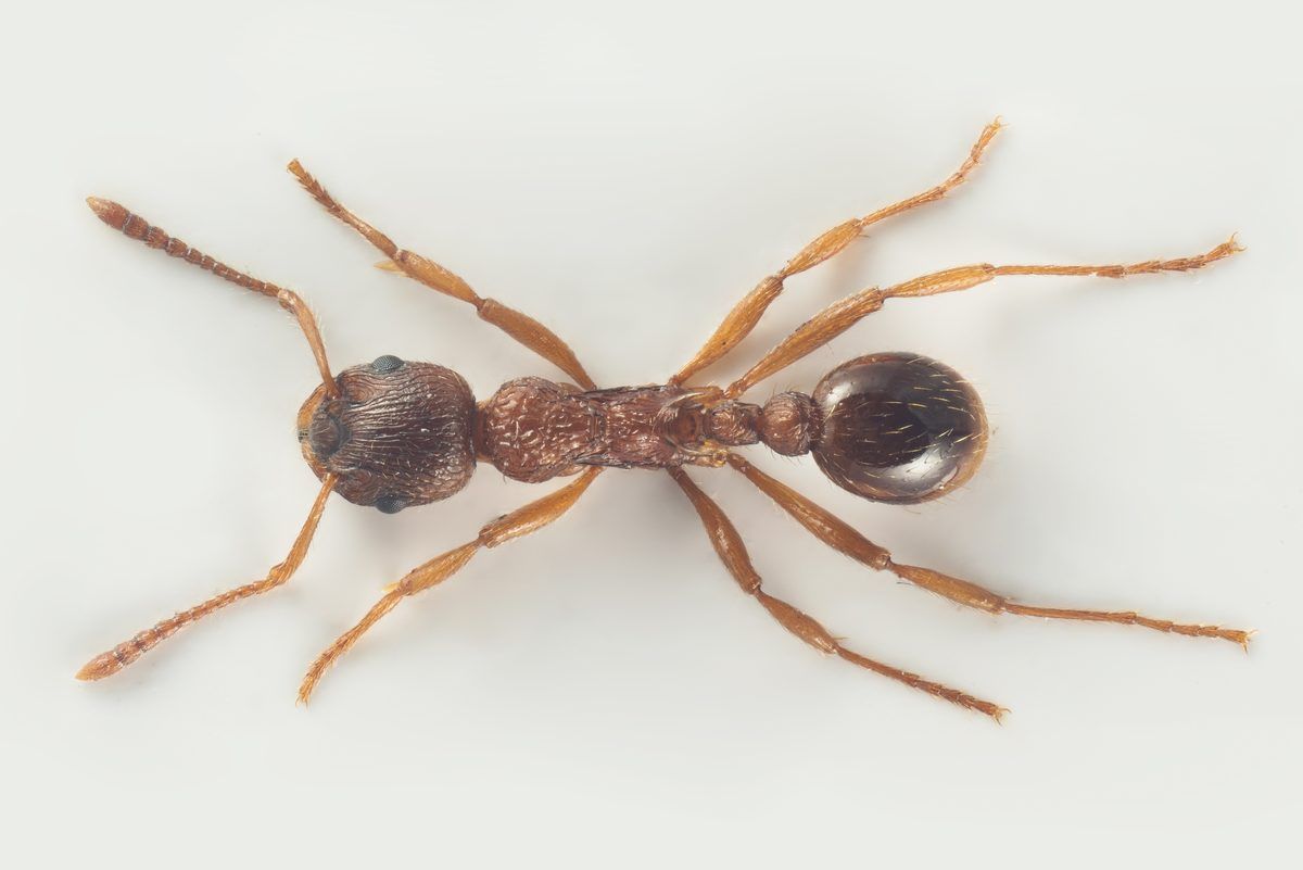 Myrmica ruginodis (Common Red Ant)