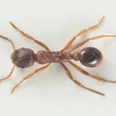 Myrmica ruginodis
