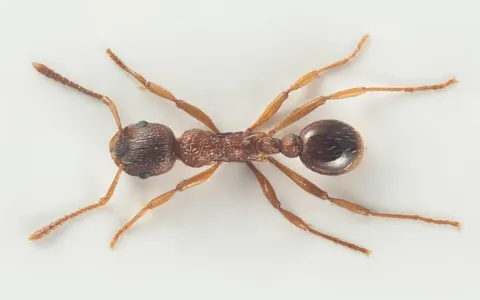 Myrmica ruginodis