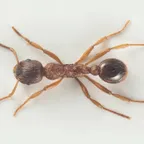 Myrmica ruginodis